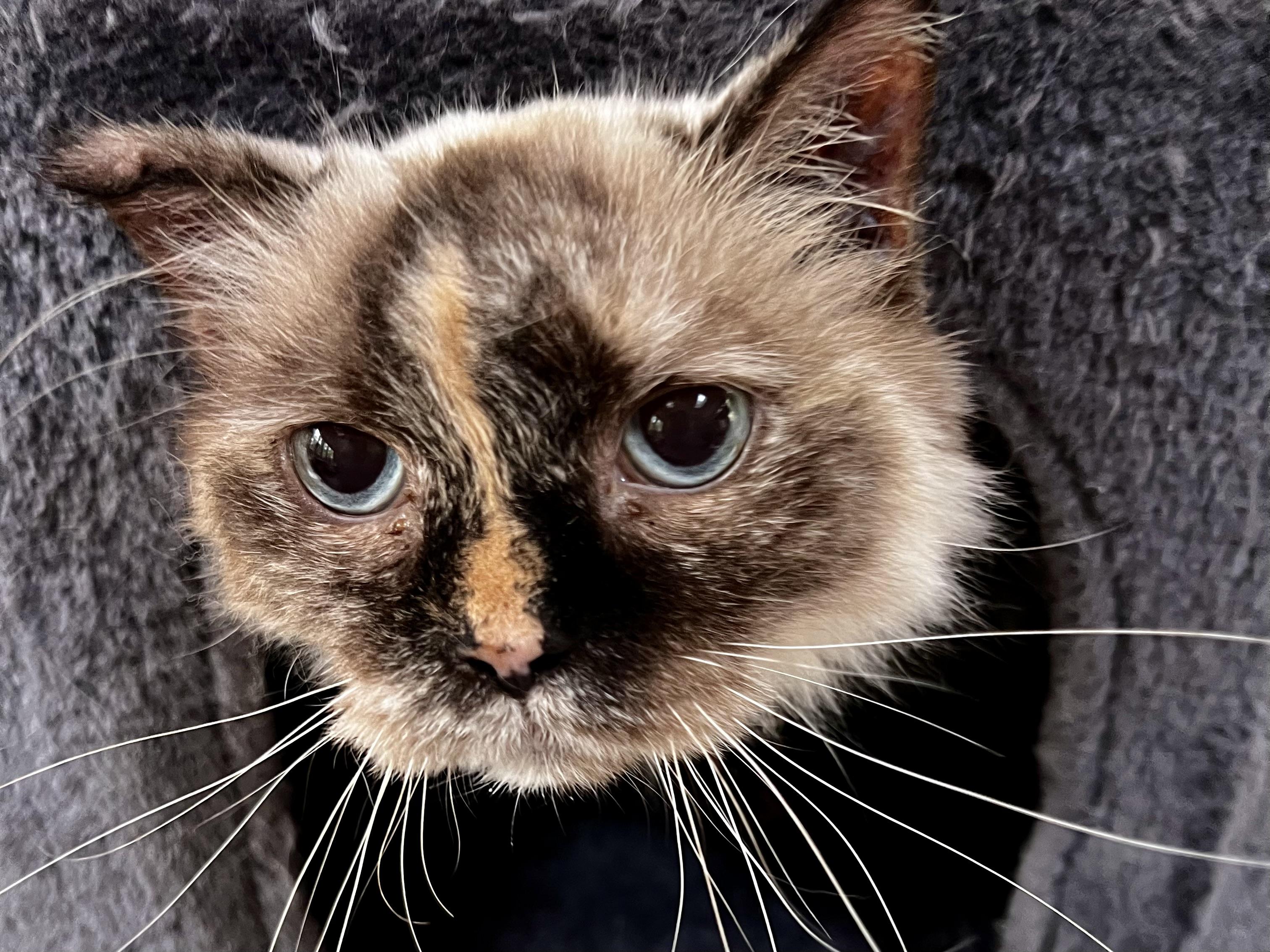 Enlarge Lilly, a Adoptable mixed breed in Ladson, SC image 2/6