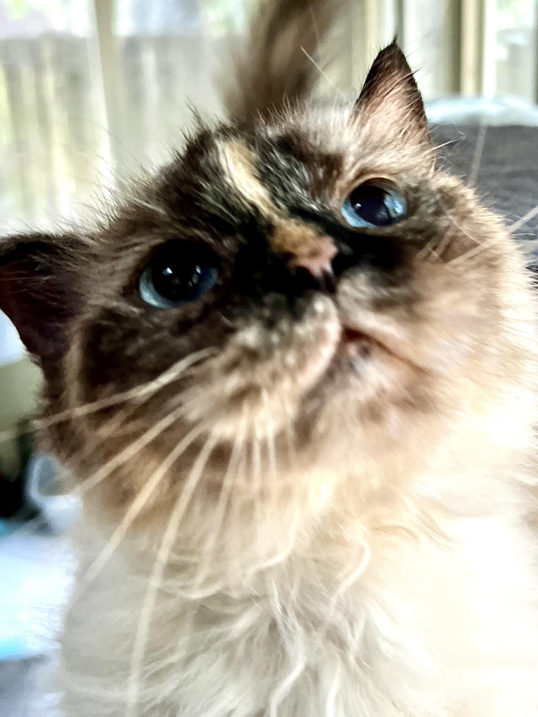 Lilly, Adoptable, Senior Female Himalayan.
