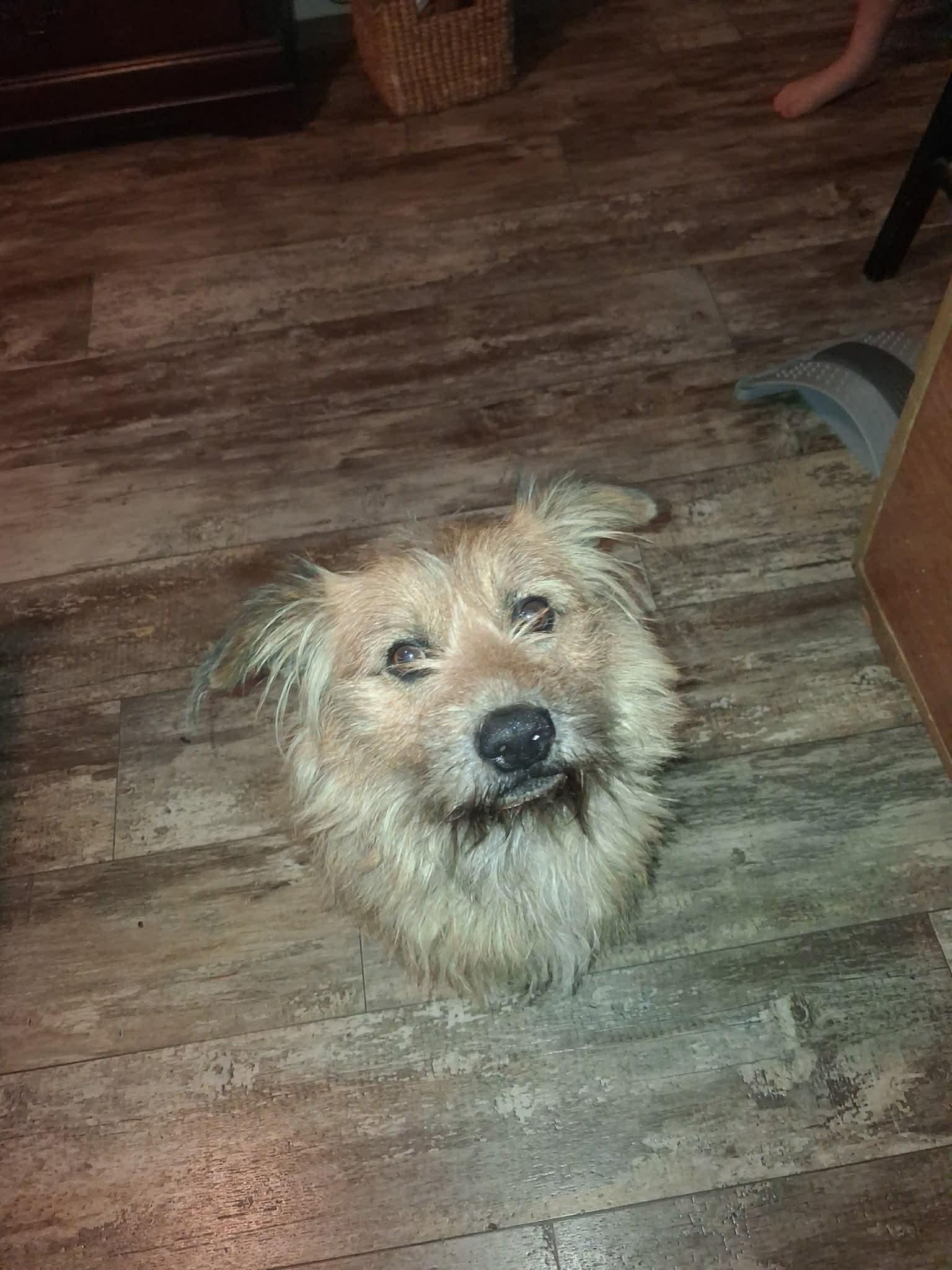 Tater, Adoptable, Adult Male Boston Terrier.