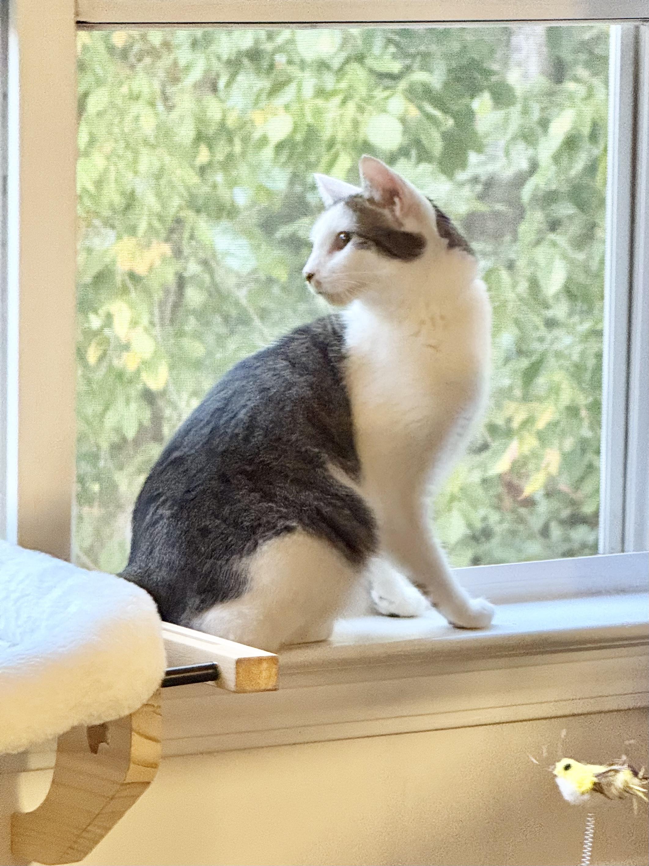 Miya - the cuddlebug