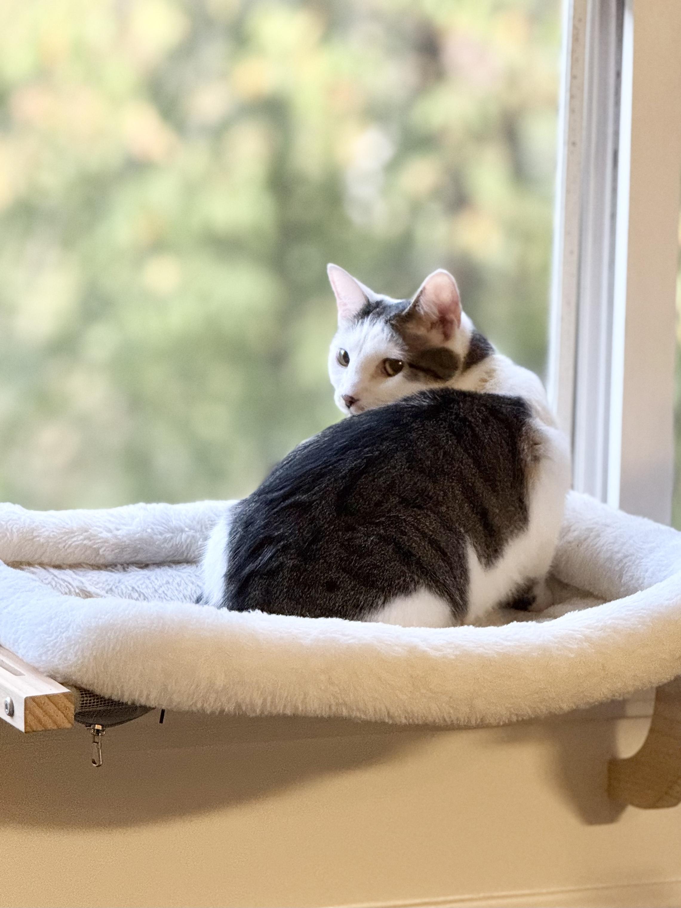 Miya - the cuddlebug