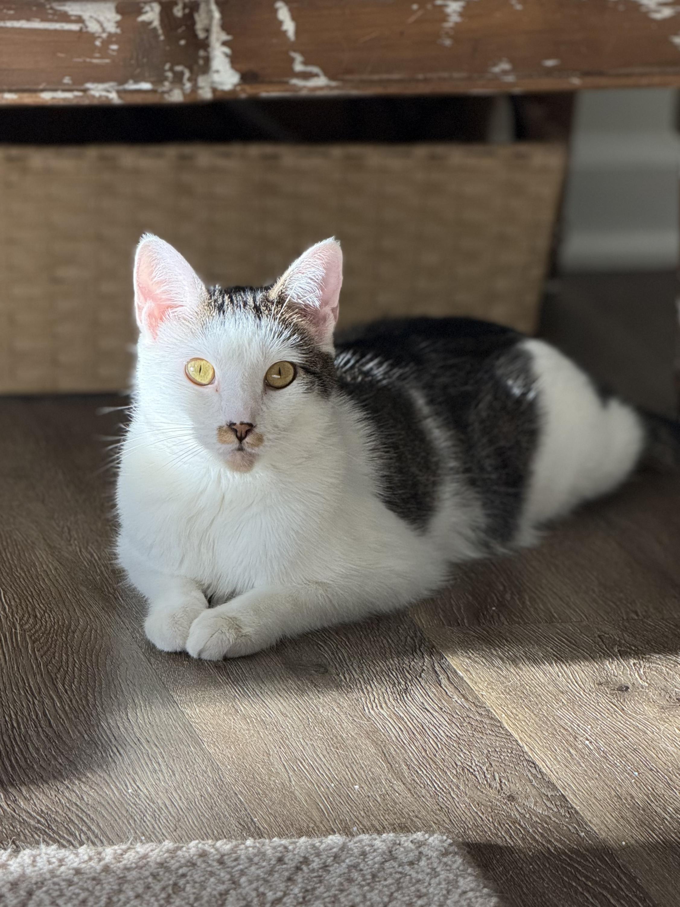 Miya - the cuddlebug, a Adoptable American Shorthair in Charlotte, NC image 1/5