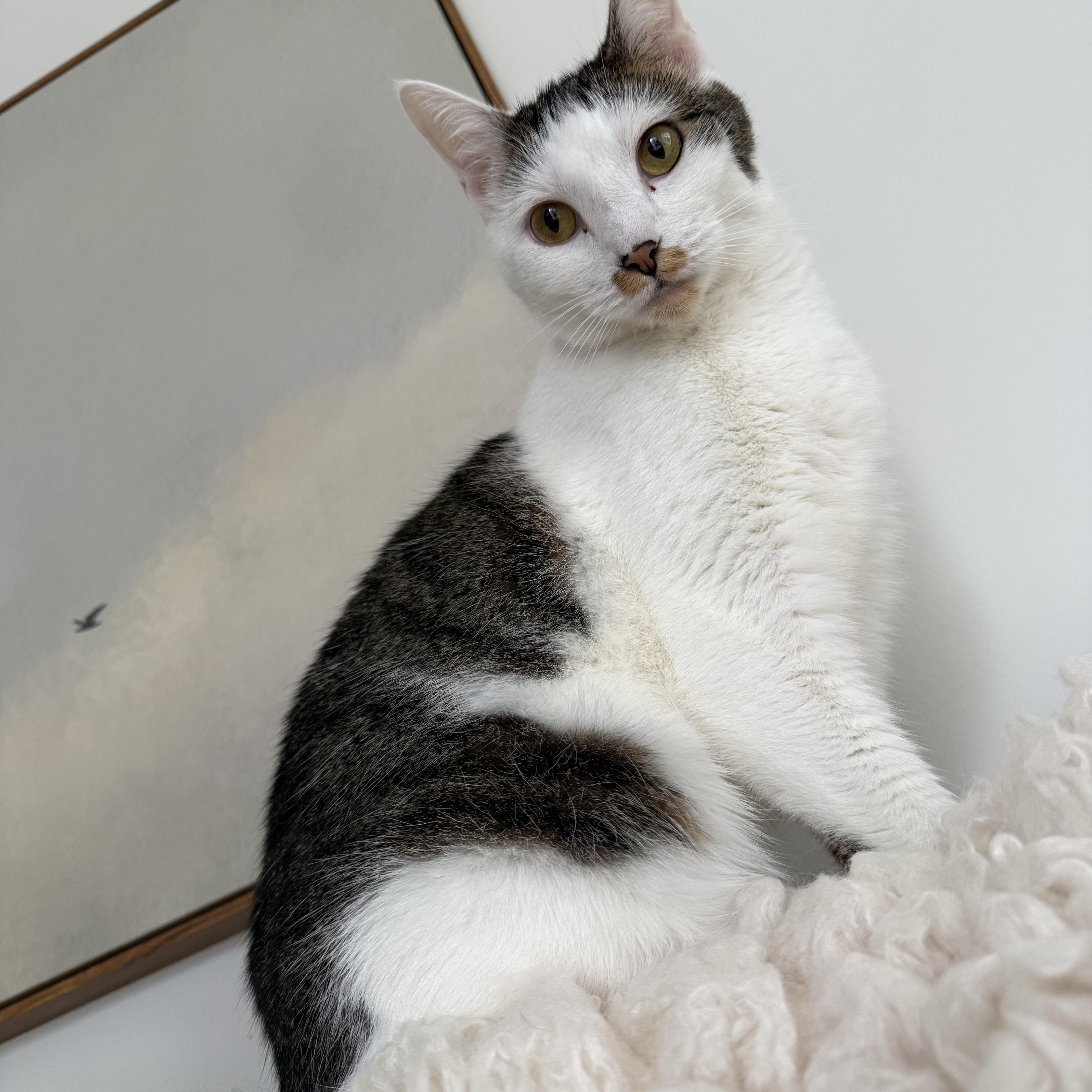 Miya - the cuddlebug, Adoptable, Adult Female American Shorthair.