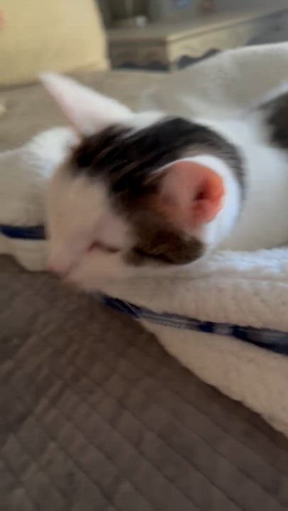 Enlarge Miya - the cuddlebug, a Adoptable American Shorthair in Charlotte, NC video 2/5