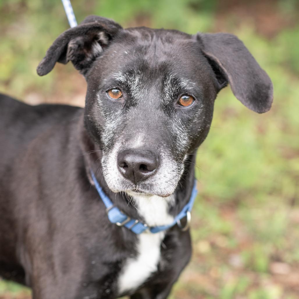 Enlarge CLARABELLE-30590, a Adoptable Labrador Retriever in Bartlett, TN image 1/3