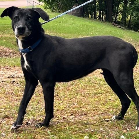 Enlarge CLARABELLE-30590, a Adoptable Labrador Retriever in Bartlett, TN image 2/3