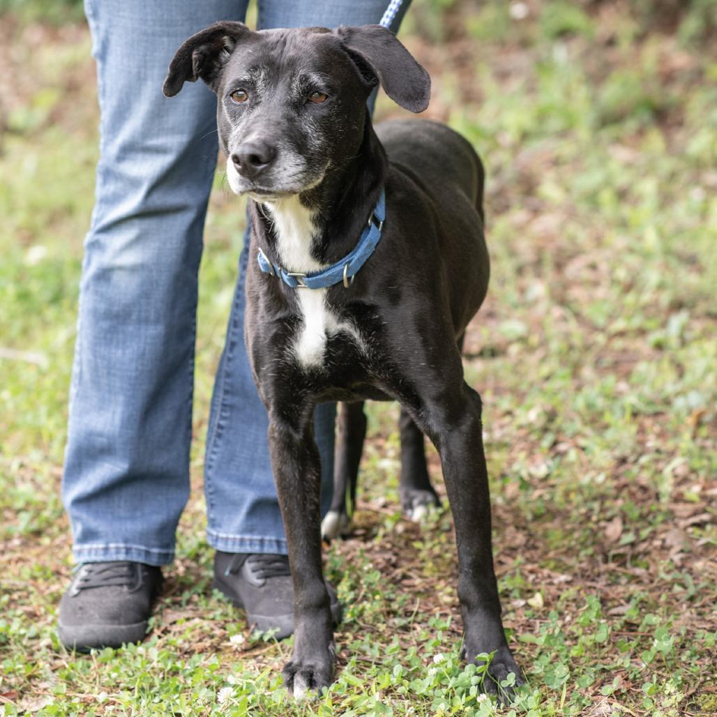 Enlarge CLARABELLE-30590, a Adoptable Labrador Retriever in Bartlett, TN image 3/3