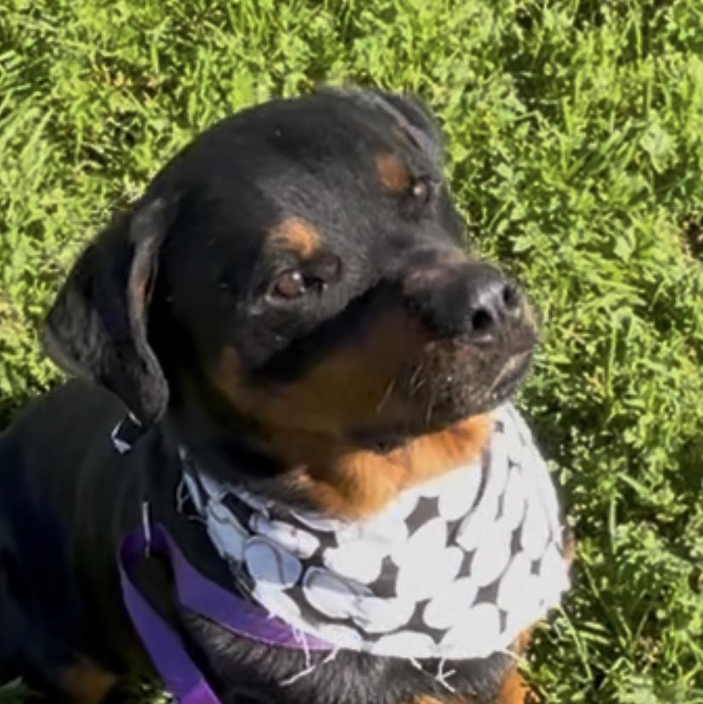 Enlarge Buffalo, a Adoptable Rottweiler in Woodland, CA image 2/3