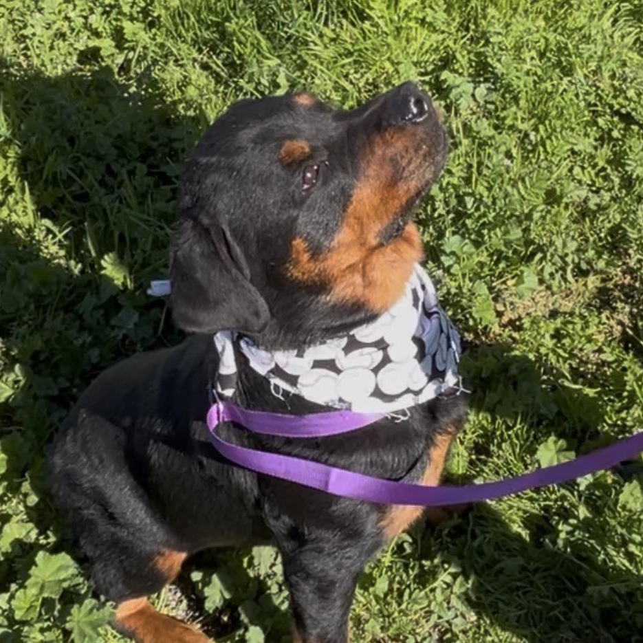 Enlarge Buffalo, a Adoptable Rottweiler in Woodland, CA image 3/3