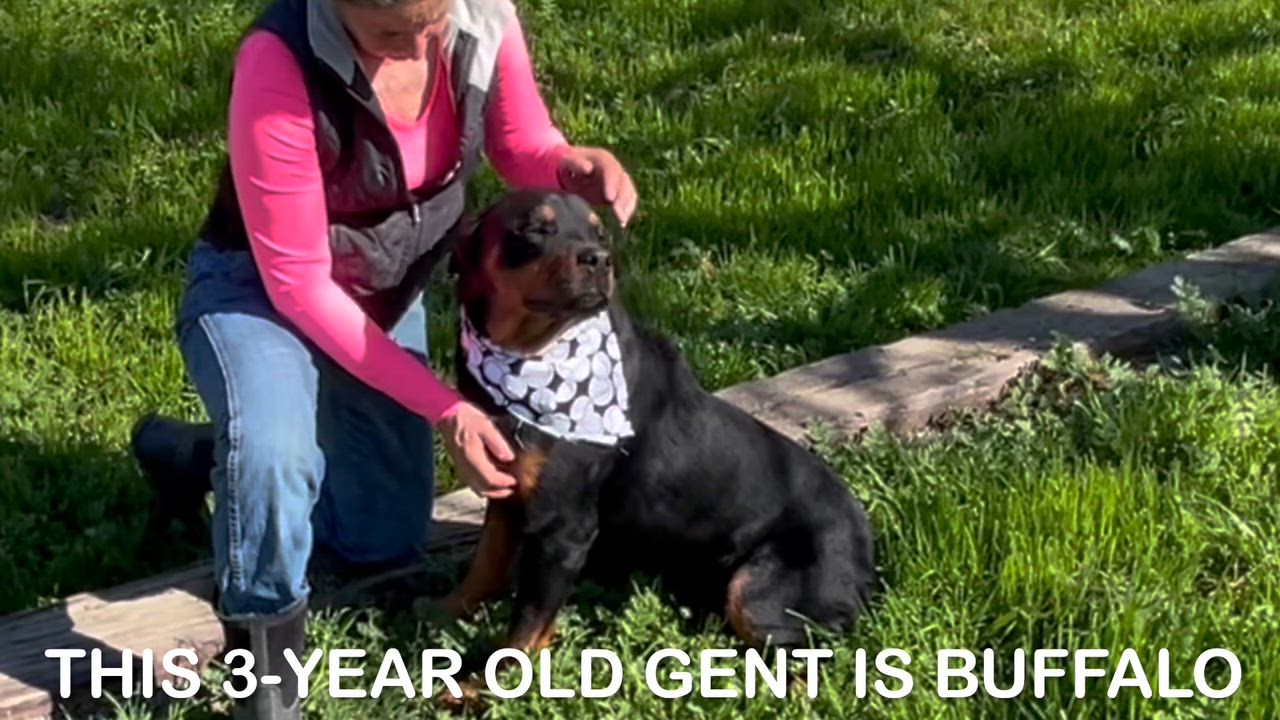 Enlarge Buffalo, a Adoptable Rottweiler in Woodland, CA video 1/3