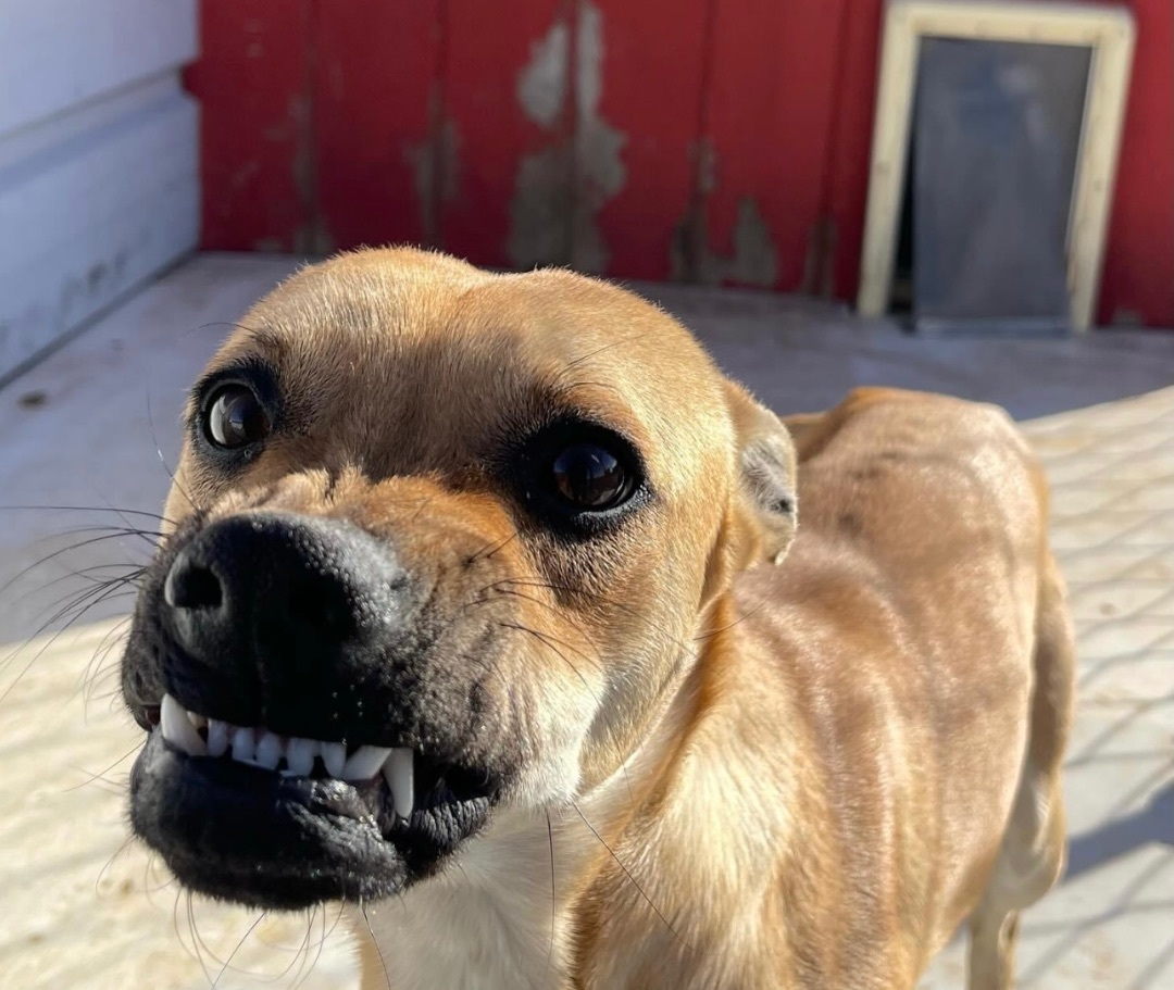 Smiley  2