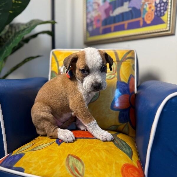 Diamond Dewdrop Perla