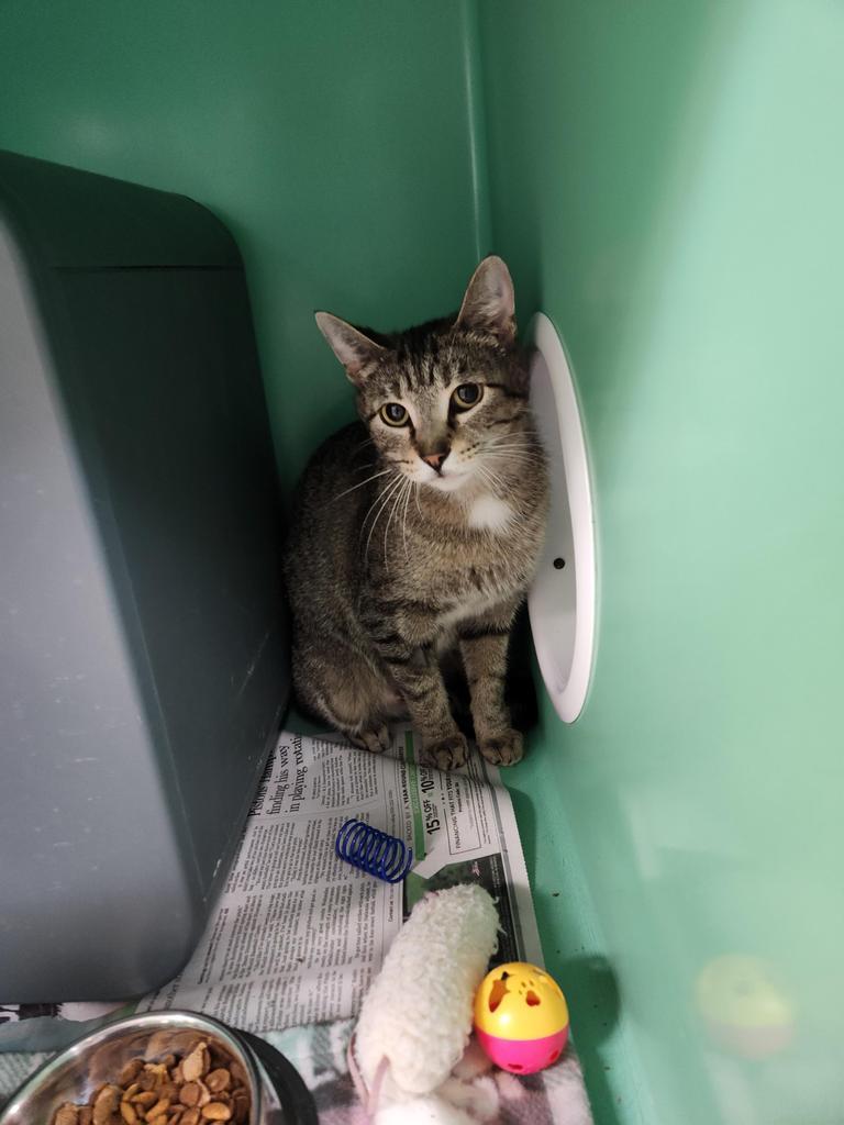 Enlarge Carla, a Adoptable Domestic Short Hair in Utica, MI image 1/2