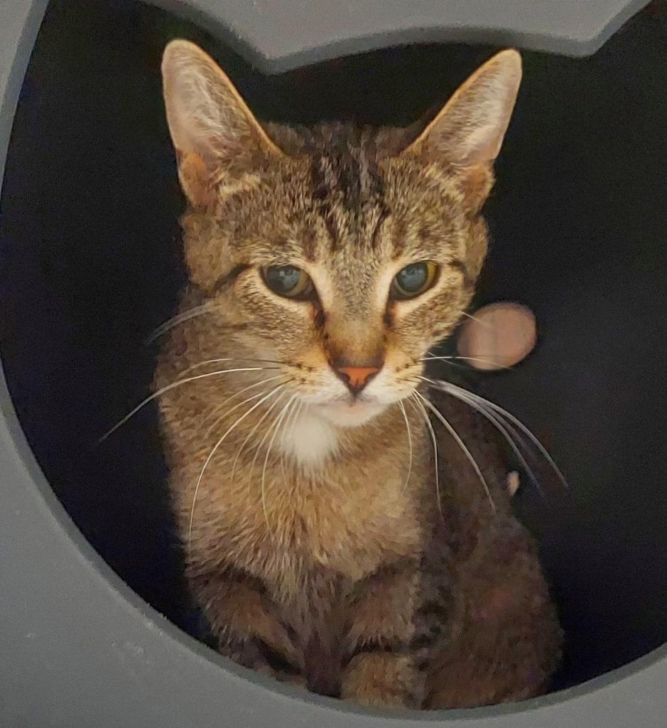 Enlarge Carla, a Adoptable Domestic Short Hair in Utica, MI image 1/2