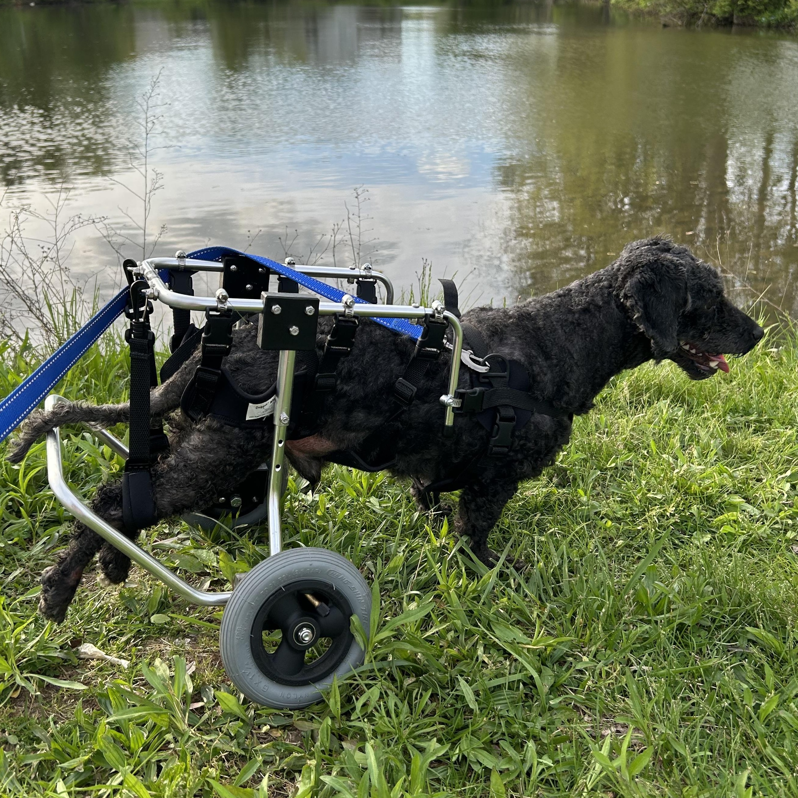 Enlarge Pluto, a Adoptable mixed breed in Florence, KY image 4/5