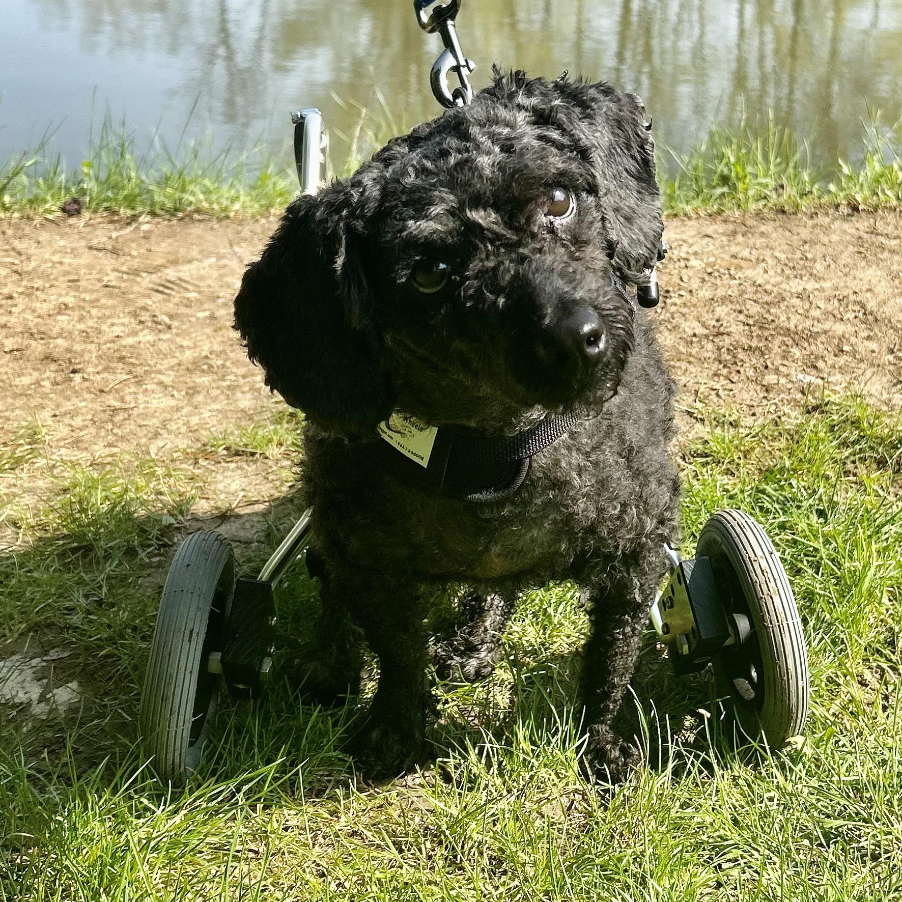 Pluto, Adult Male Miniature Poodle