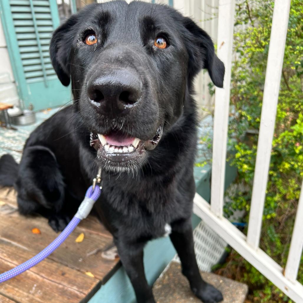 Bear Boone — thumbnail 3