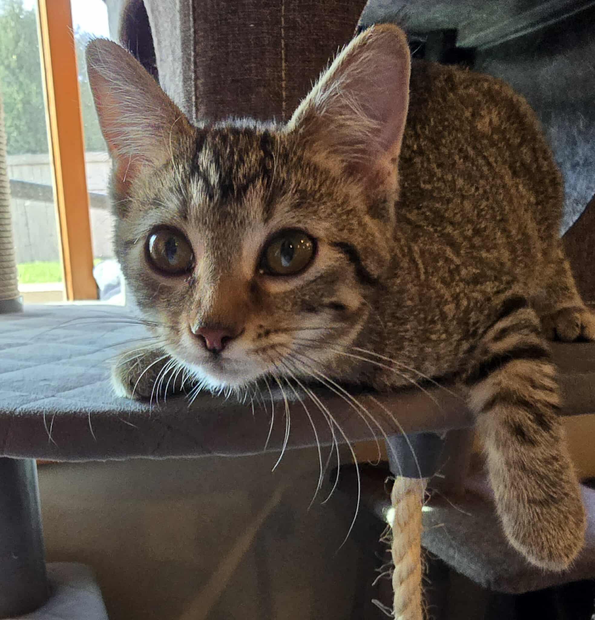 Daker, an adoptable Domestic Short Hair in Sioux Falls, SD, 57101 | Photo Image 3