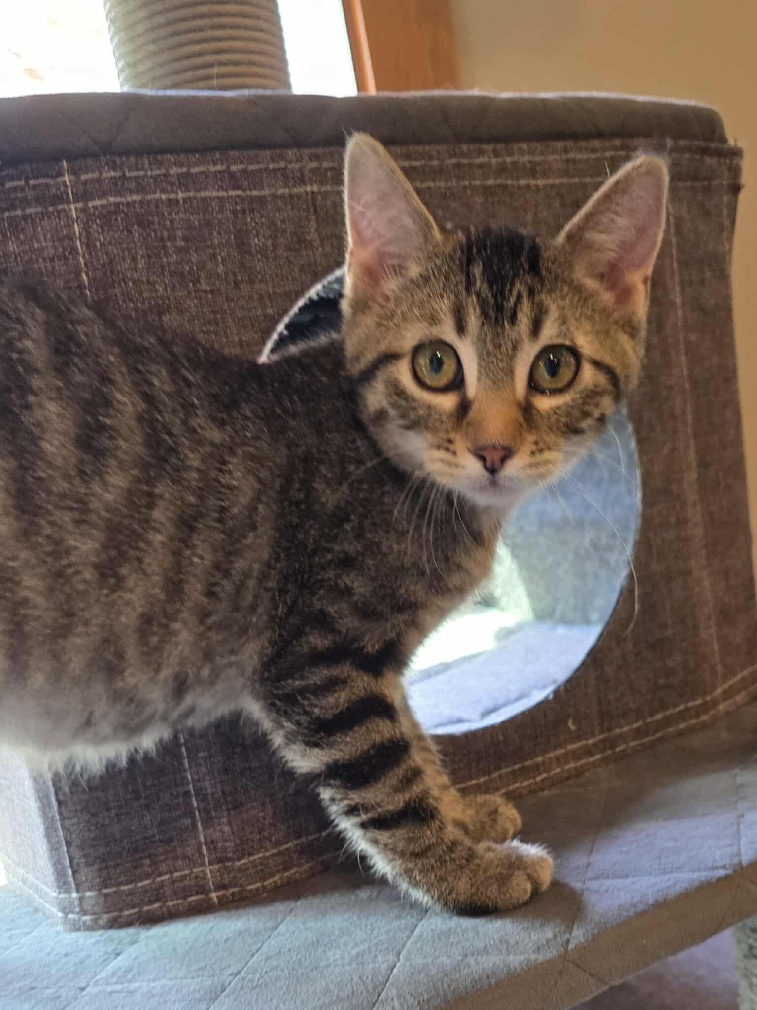 Daker, an adoptable Domestic Short Hair in Sioux Falls, SD, 57101 | Photo Image 2