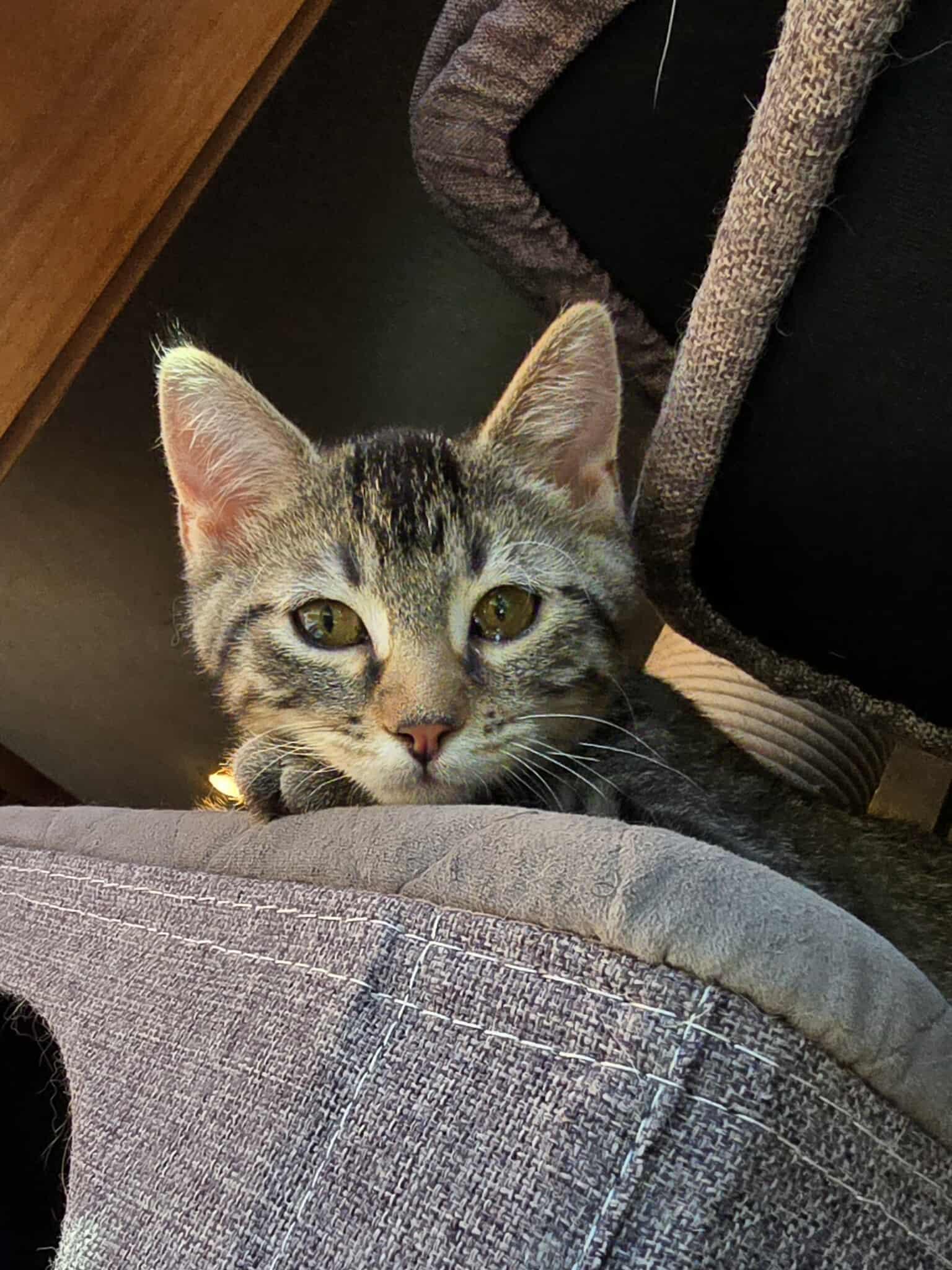 Daker, an adoptable Domestic Short Hair in Sioux Falls, SD, 57101 | Photo Image 4