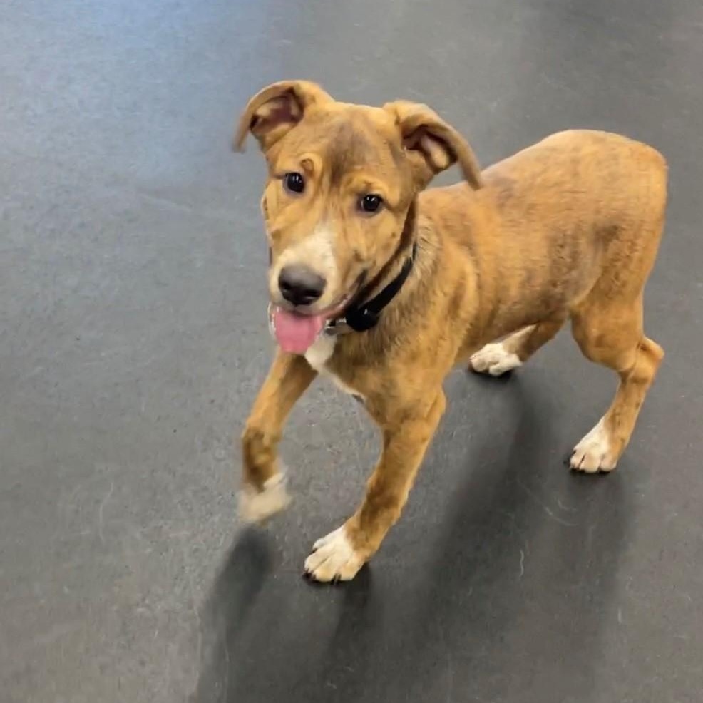 Zero, an adoptable Mixed Breed in Great Falls, MT, 59405 | Photo Image 2
