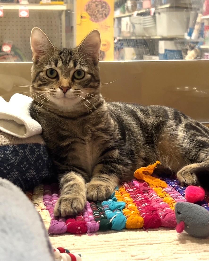 Eli, Adopted, Kitten Male Domestic Short Hair.