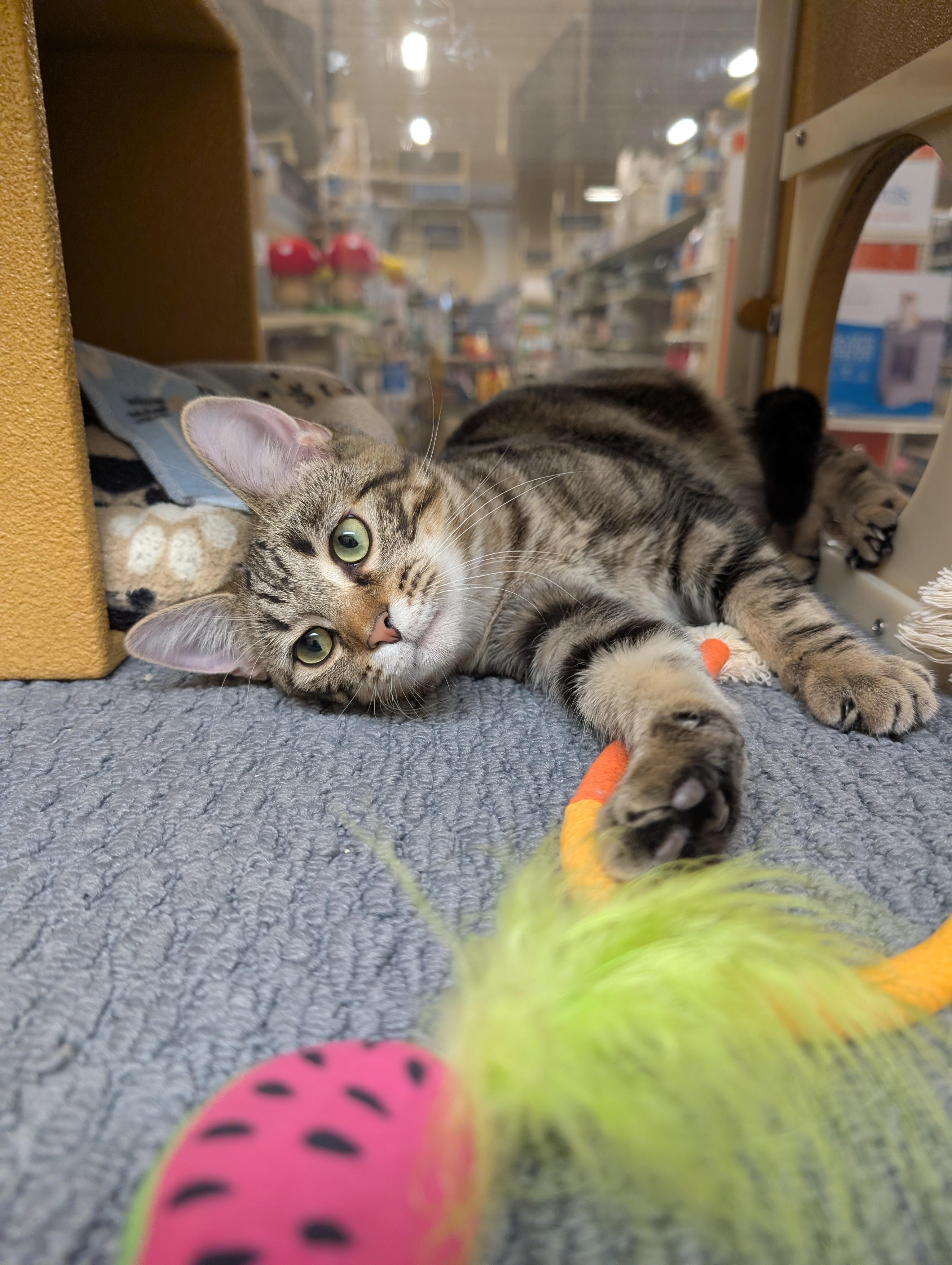 Enlarge Eli, a Adopted Domestic Short Hair in Barrington Hills, IL image 2/3