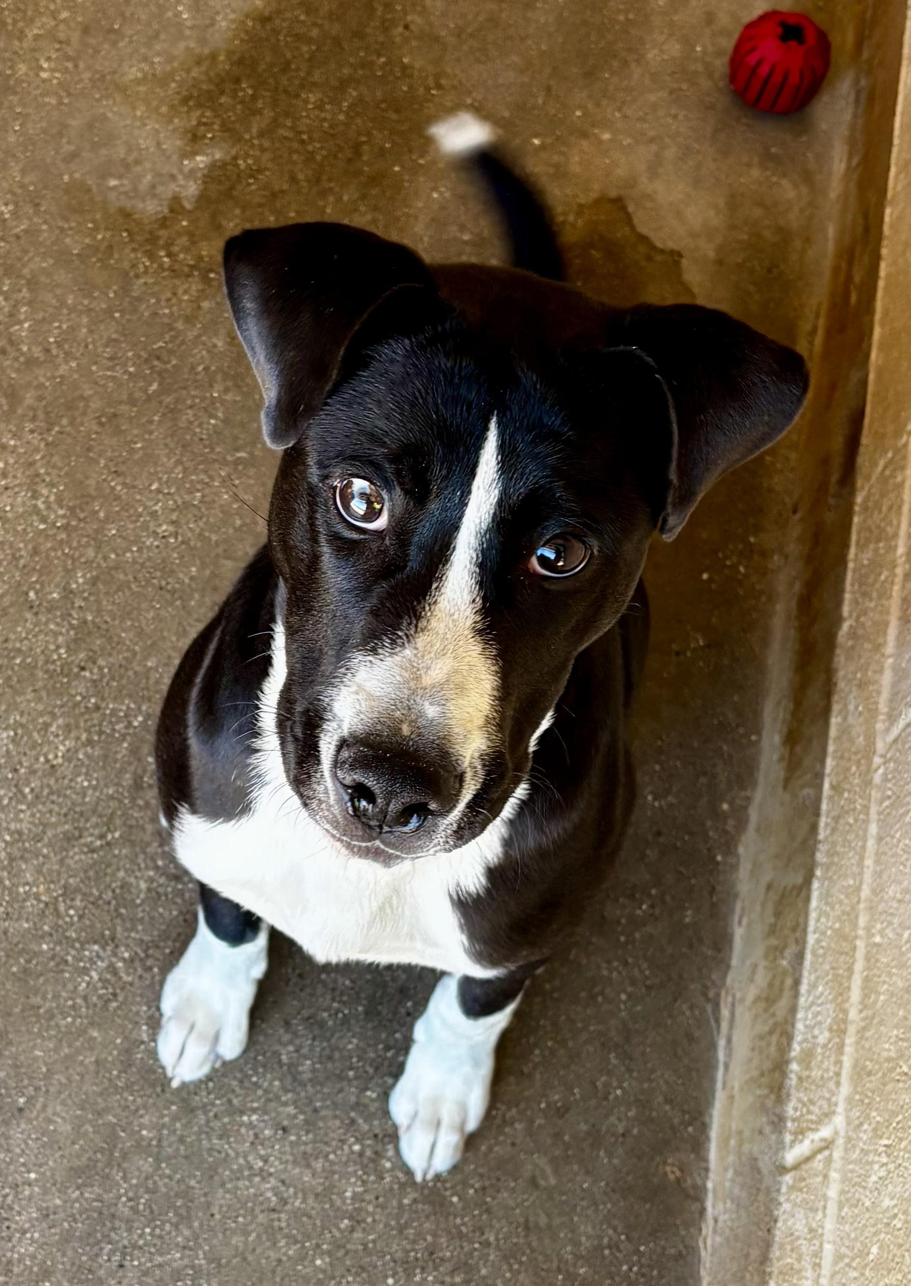 Oreo, ADOPTABLE, Young Male Husky & Shar-Pei.
