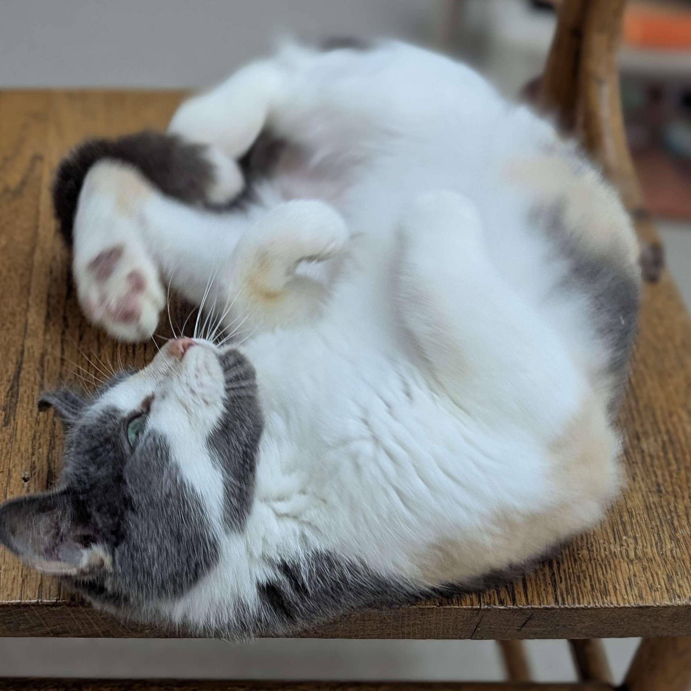 Moxie - Love Bug