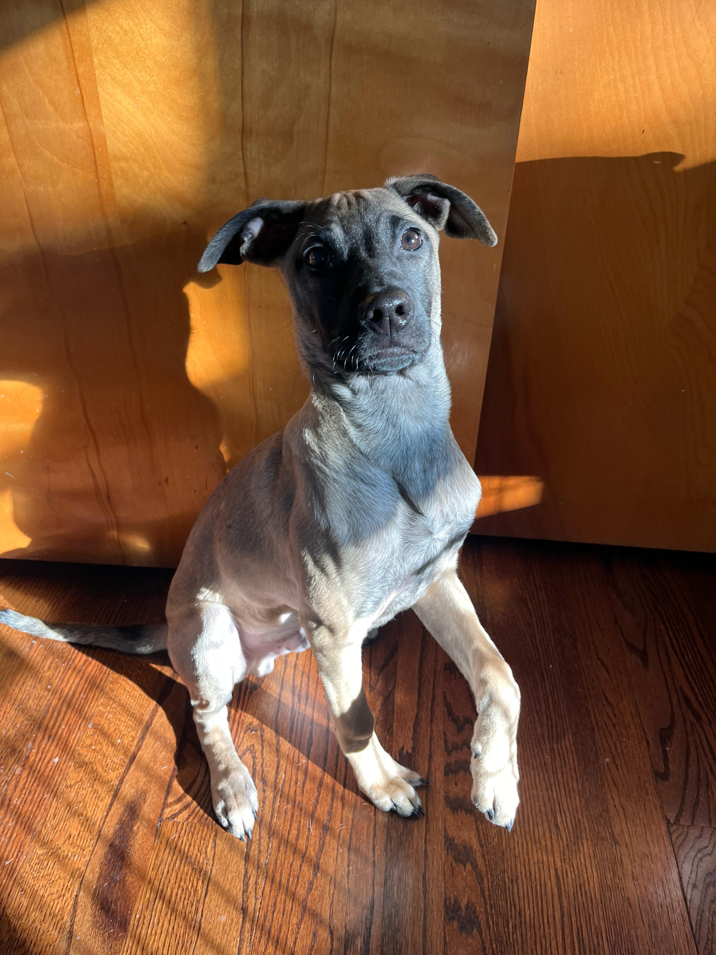 Enlarge KalEl- a super pup, a ADOPTABLE mixed breed in Berkley, MI image 3/4