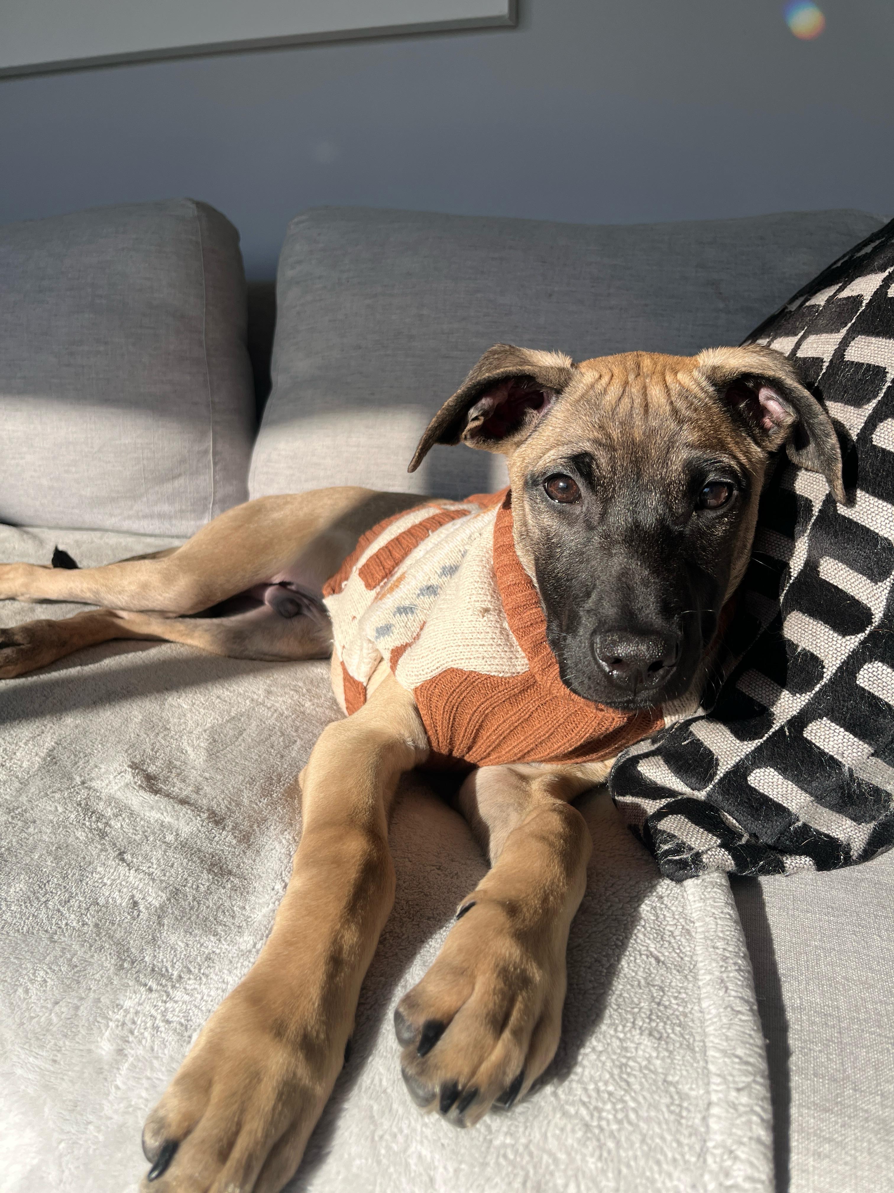 Enlarge KalEl- a super pup, a ADOPTABLE mixed breed in Berkley, MI image 1/4