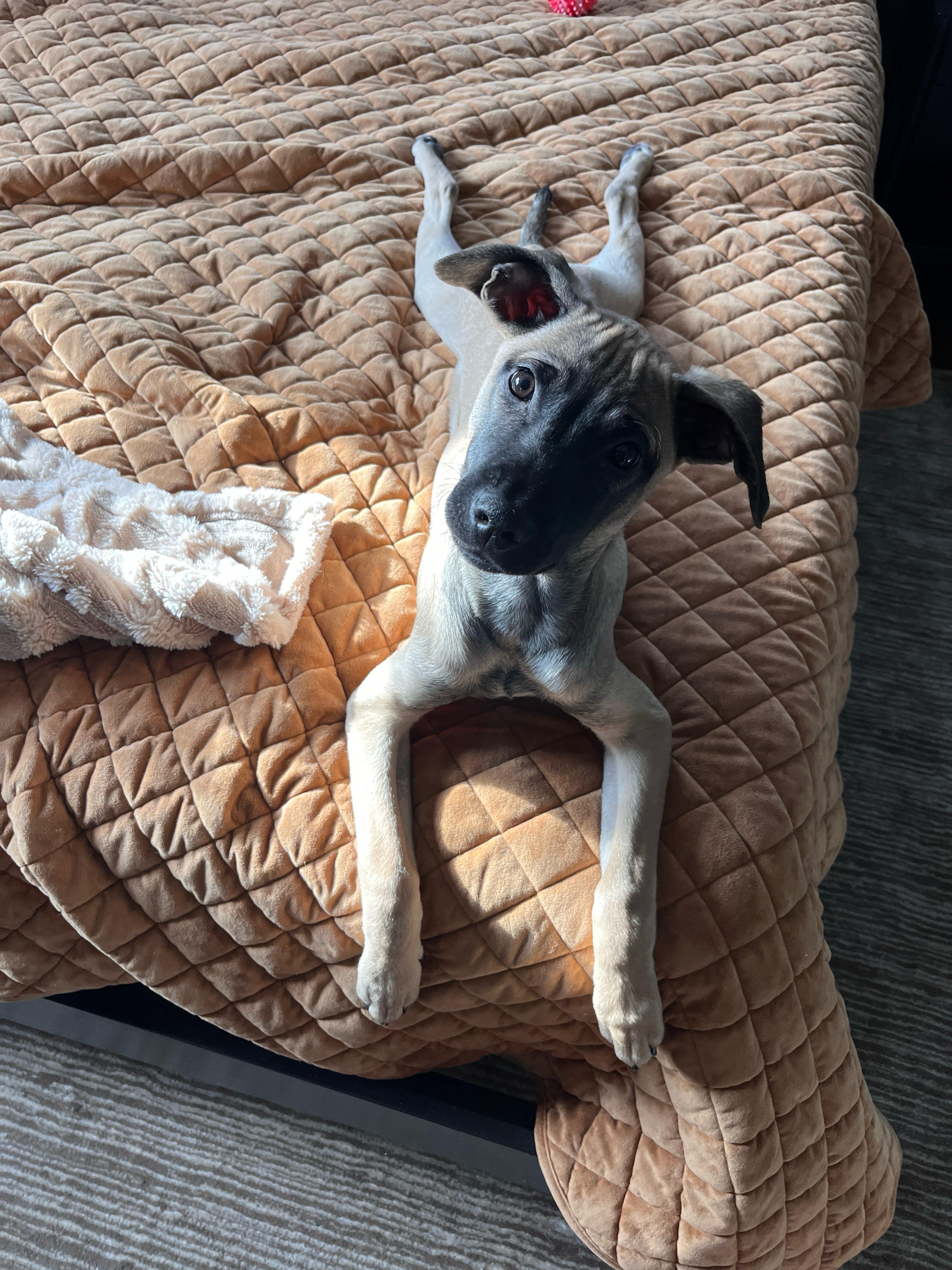 Enlarge KalEl- a super pup, a ADOPTABLE mixed breed in Berkley, MI image 2/4