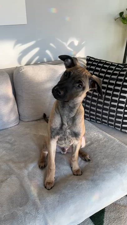 Enlarge KalEl- a super pup, a ADOPTABLE mixed breed in Berkley, MI video 4/4