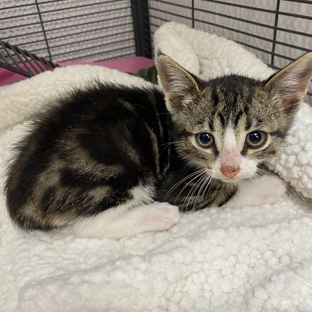 Magnet, a Adoptable Domestic Short Hair in Norfolk, NE image 1/2