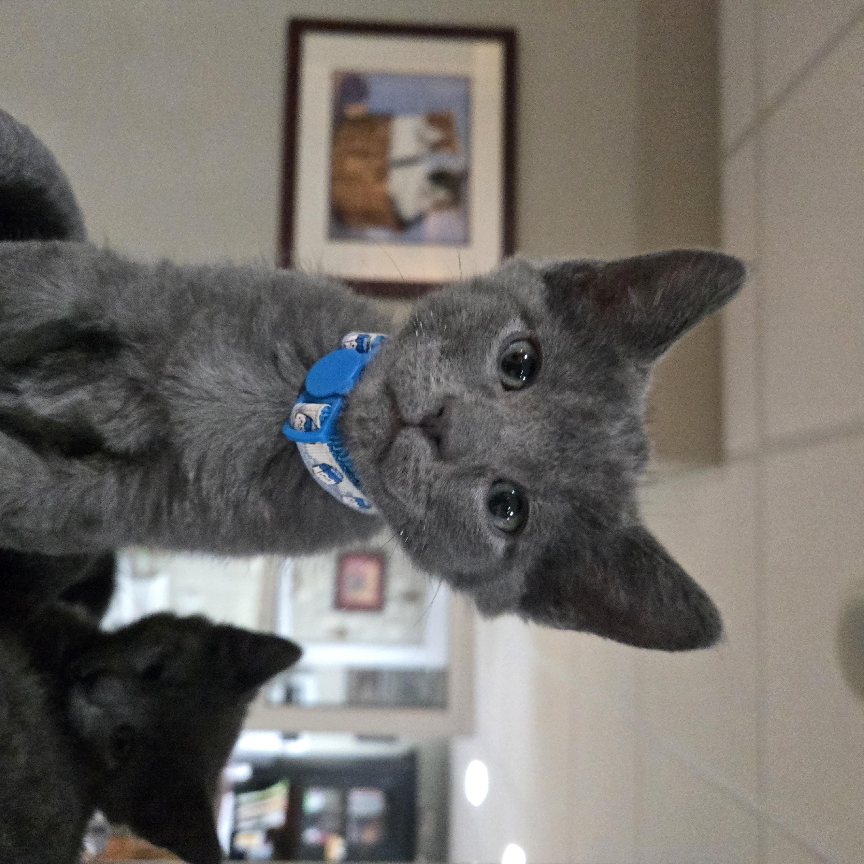 Enlarge Leonardo, an adopted Domestic Short Hair in Boiling Springs, PA image 2/5