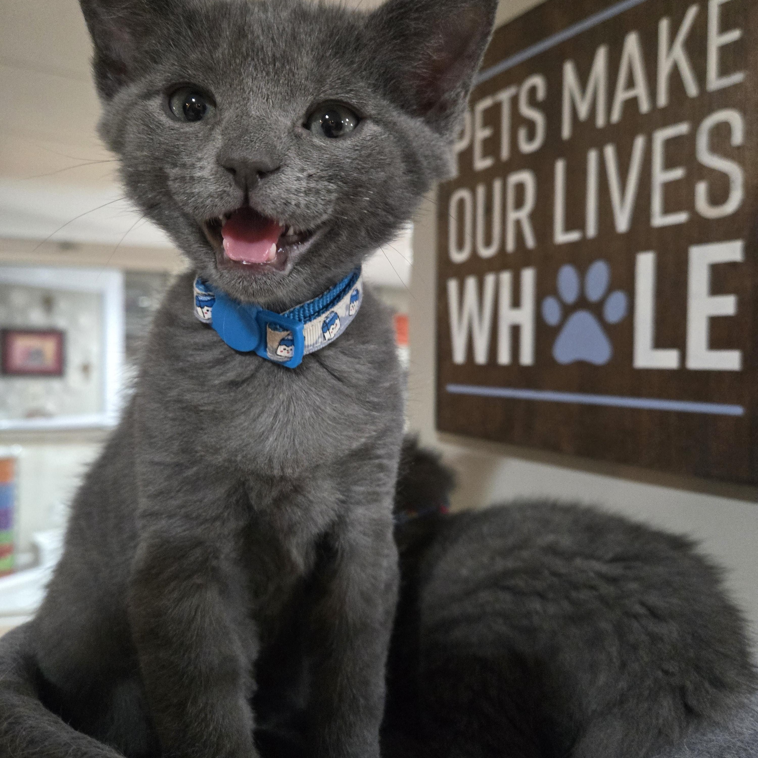 Leonardo, adopted, Kitten Male Domestic Short Hair.