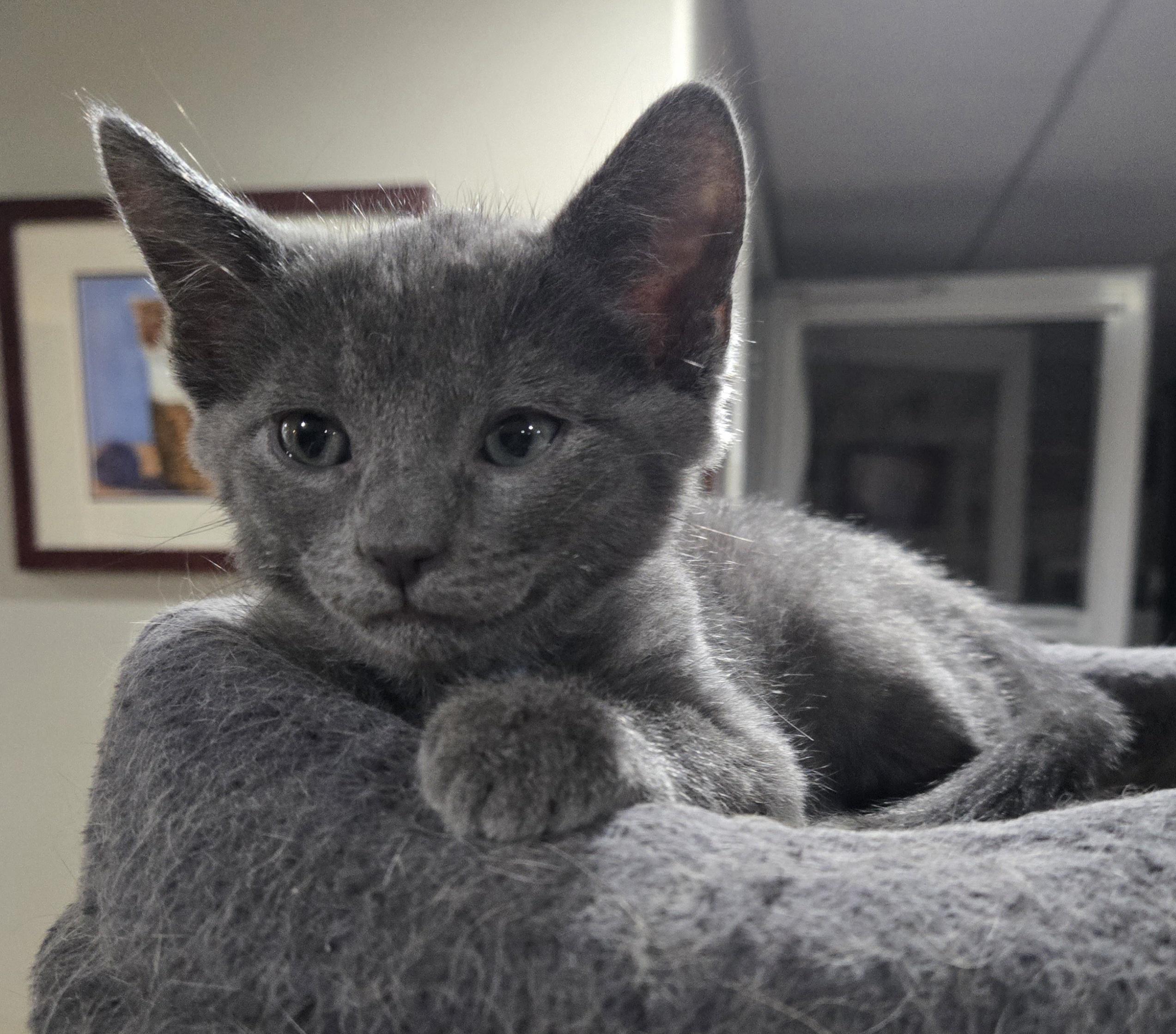 Enlarge Leonardo, an adopted Domestic Short Hair in Boiling Springs, PA image 3/5