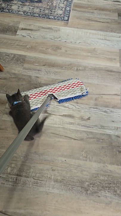 Enlarge Leonardo, an adopted Domestic Short Hair in Boiling Springs, PA video 5/5