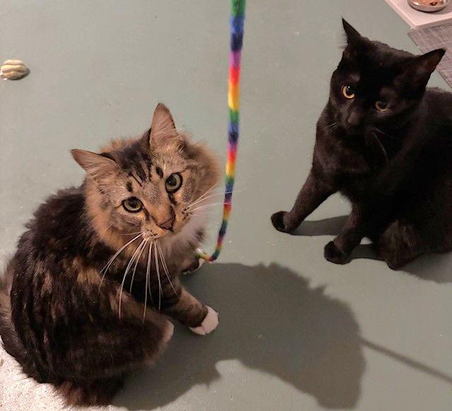 Oliver and Winnie, Adoptable, Adult Male Domestic Long Hair.