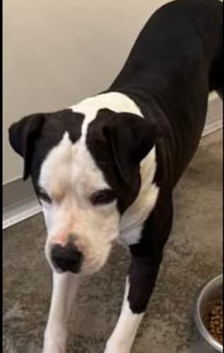Domino