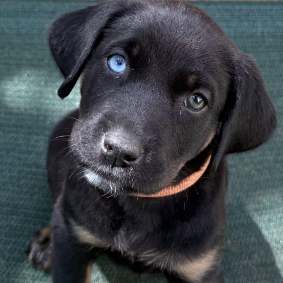 Aria, an adopted mixed breed in Agua Dulce, CA image 1/3