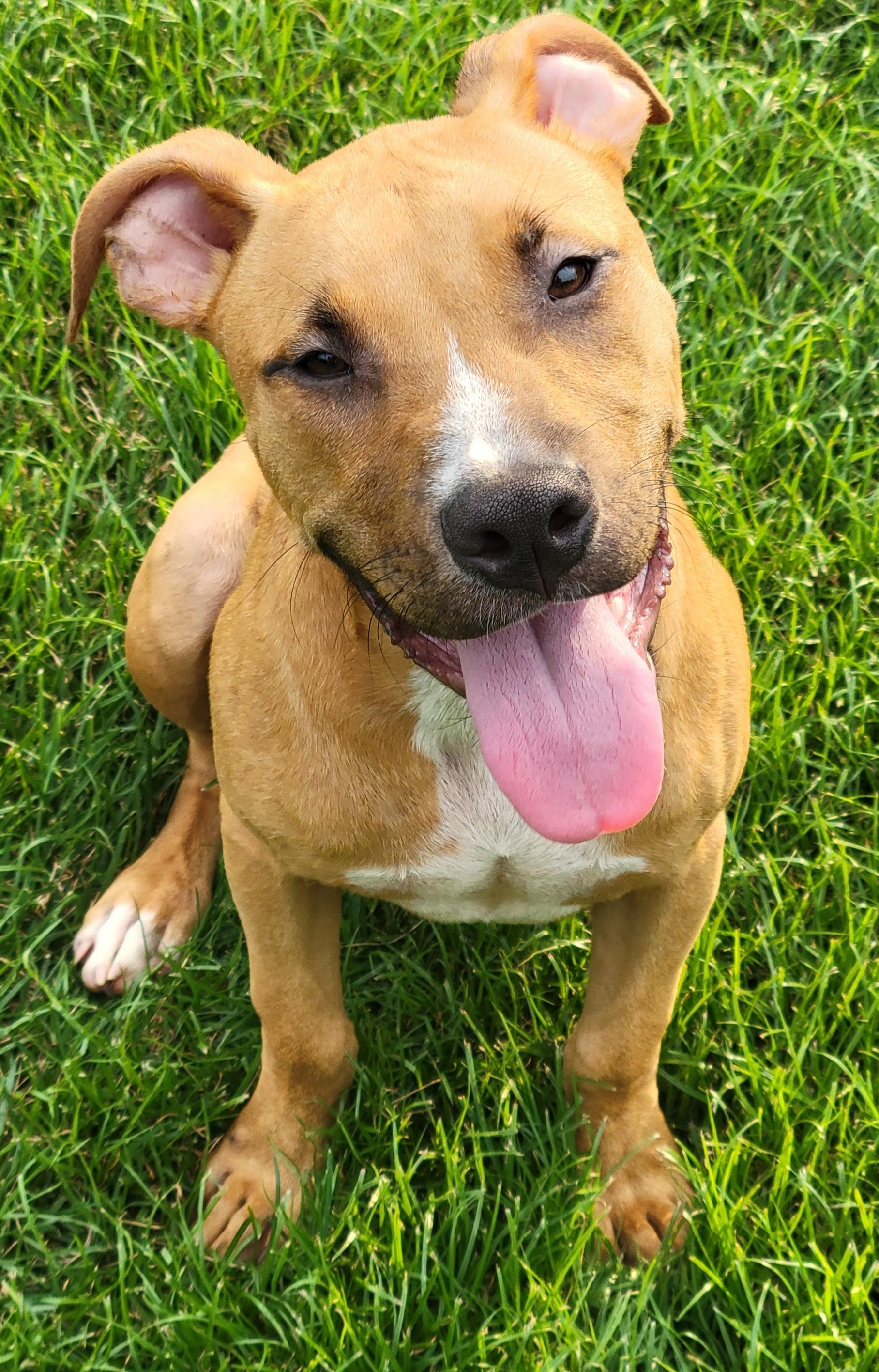 Link, a Adoptable mixed breed in Elwood, NJ image 1/3