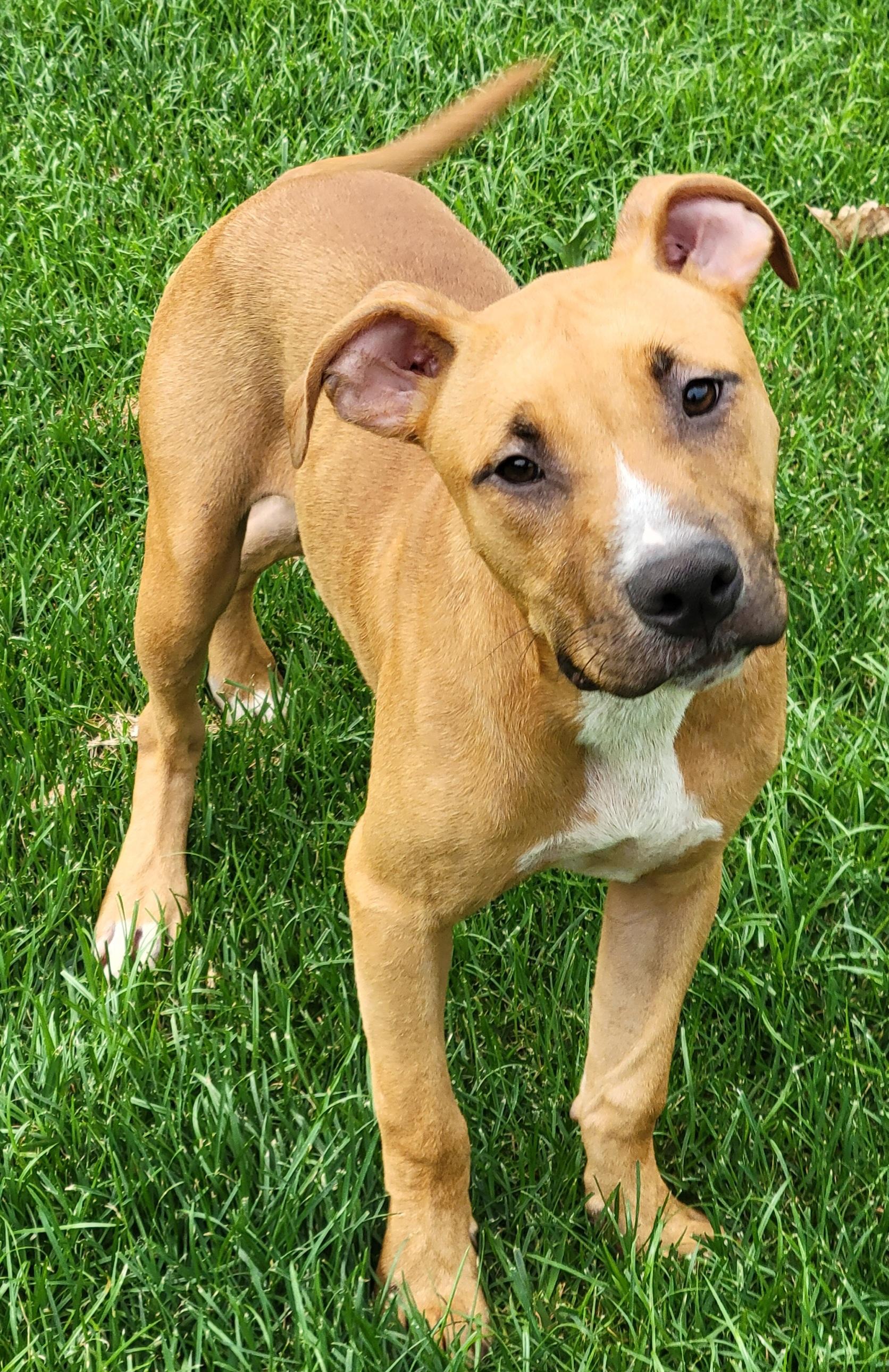 Link, a Adoptable mixed breed in Elwood, NJ image 2/3
