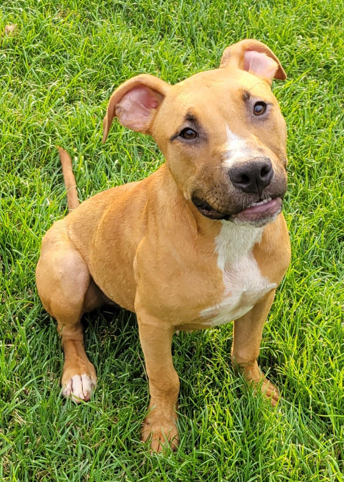 Link, a Adoptable mixed breed in Elwood, NJ image 3/3