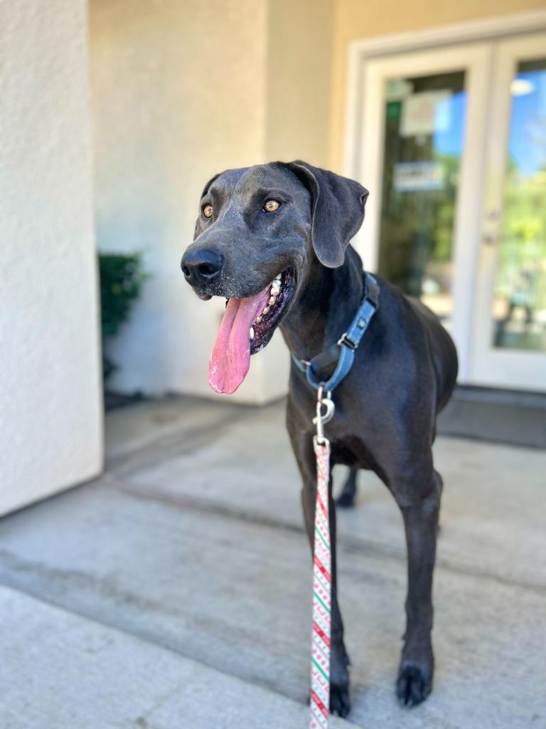 Hades, Adoptable, Adult Male Weimaraner.