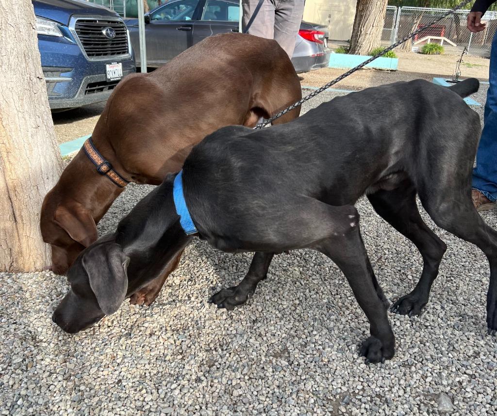Hades, Adoptable, Adult Male Weimaraner.