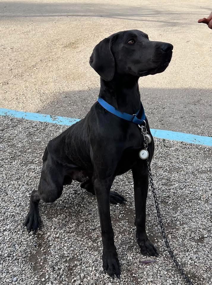 Hades, a Adoptable Weimaraner in Canyon Country, CA image 2/6