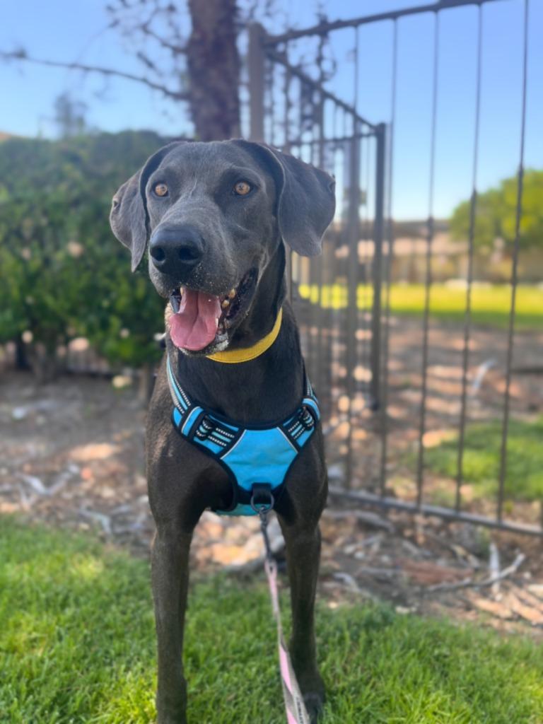 Hades, a Adoptable Weimaraner in Canyon Country, CA image 1/6