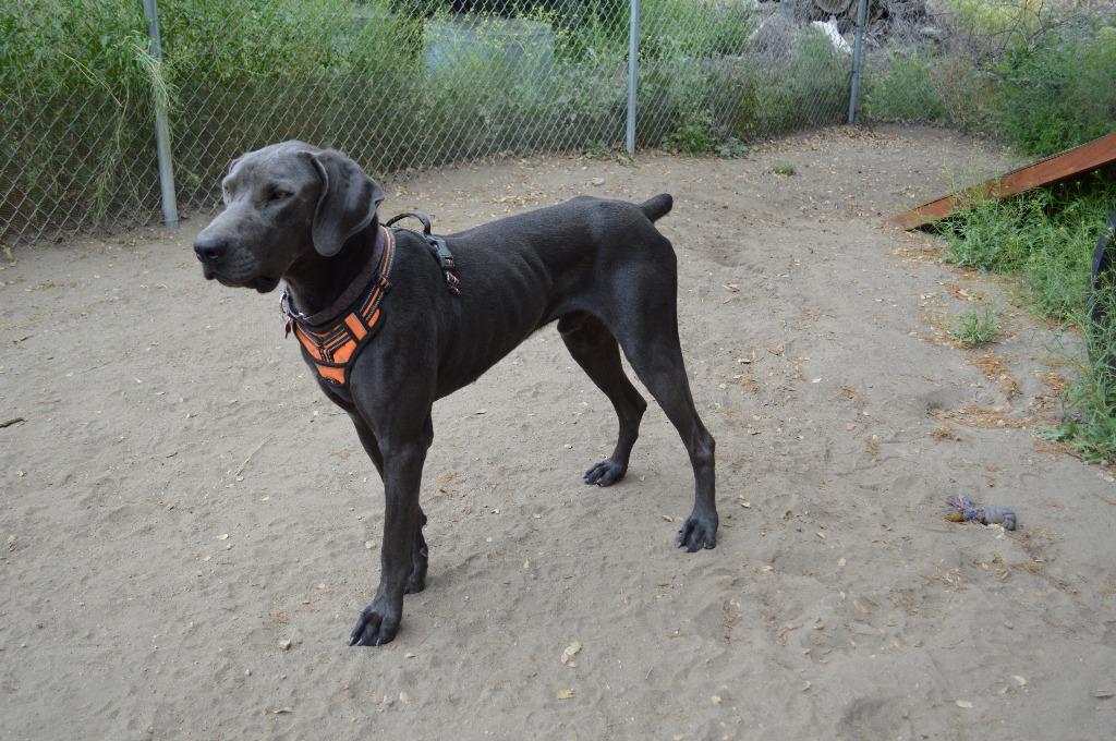 Enlarge Hades, a Adoptable Weimaraner in Canyon Country, CA image 3/6