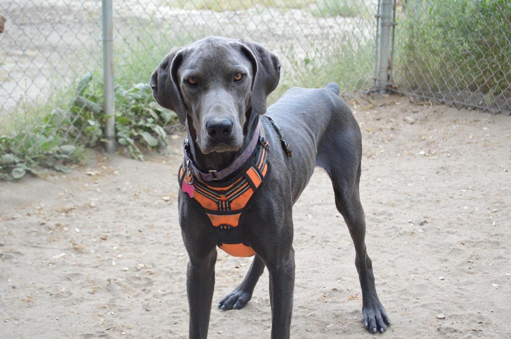 Enlarge Hades, a Adoptable Weimaraner in Canyon Country, CA image 5/6